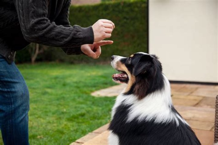 Can dogs get Lice? - How To Discuss