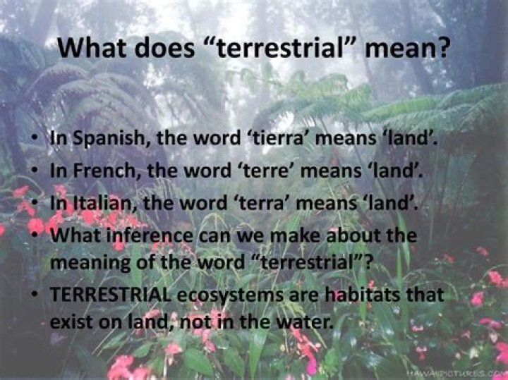 What Does Terrestrial Mean - How To Discuss